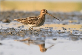 <p>BEKASINA OTAVNÍ (Gallinago gallinago) Českobudějovicko ----- /Common snipe - Bekassine/</p>